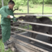 Journey of Karma Raygel, rescued elephant calf thrives under care in Jomotshangkha